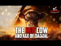 This red cow marks the age of dajjal