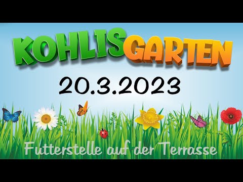 Vogelbeobachtung in Kohlis Garten am 20. März 2023 (Eichelhäher macht in den Napf)