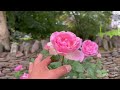 David austin roses for partially shadedgarden