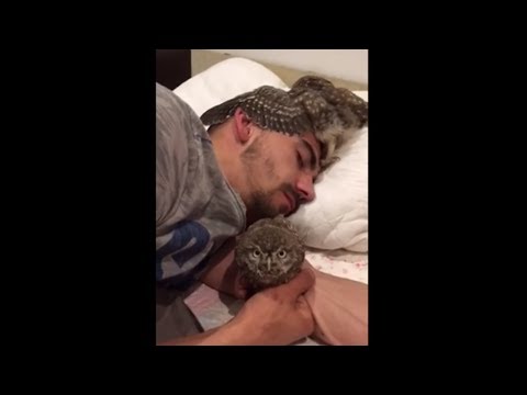 sweet-baby-owls-nap-with-their-owner