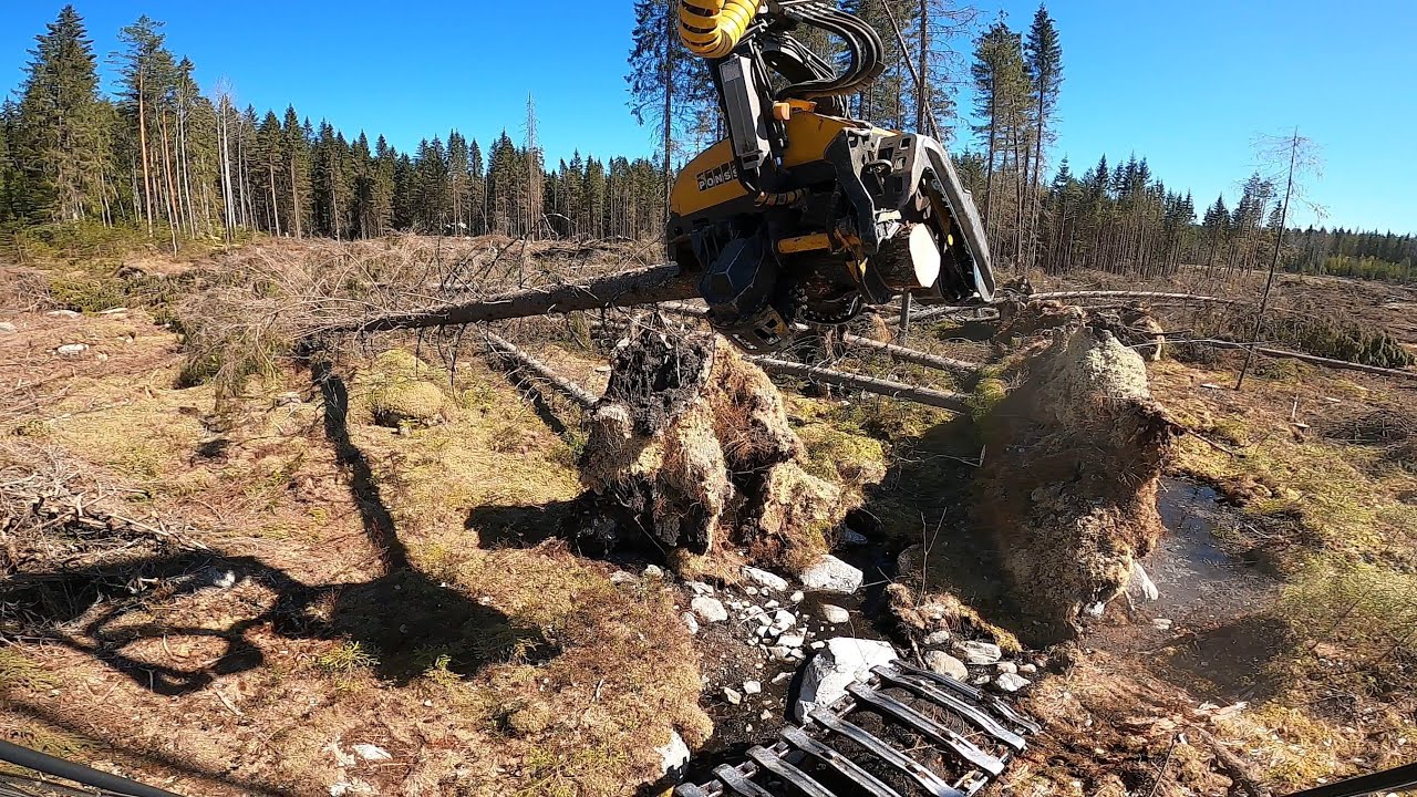 Tuulenkaatojen tekoa kauniissa kevät säässä. Ponsse Scorpion King H7.