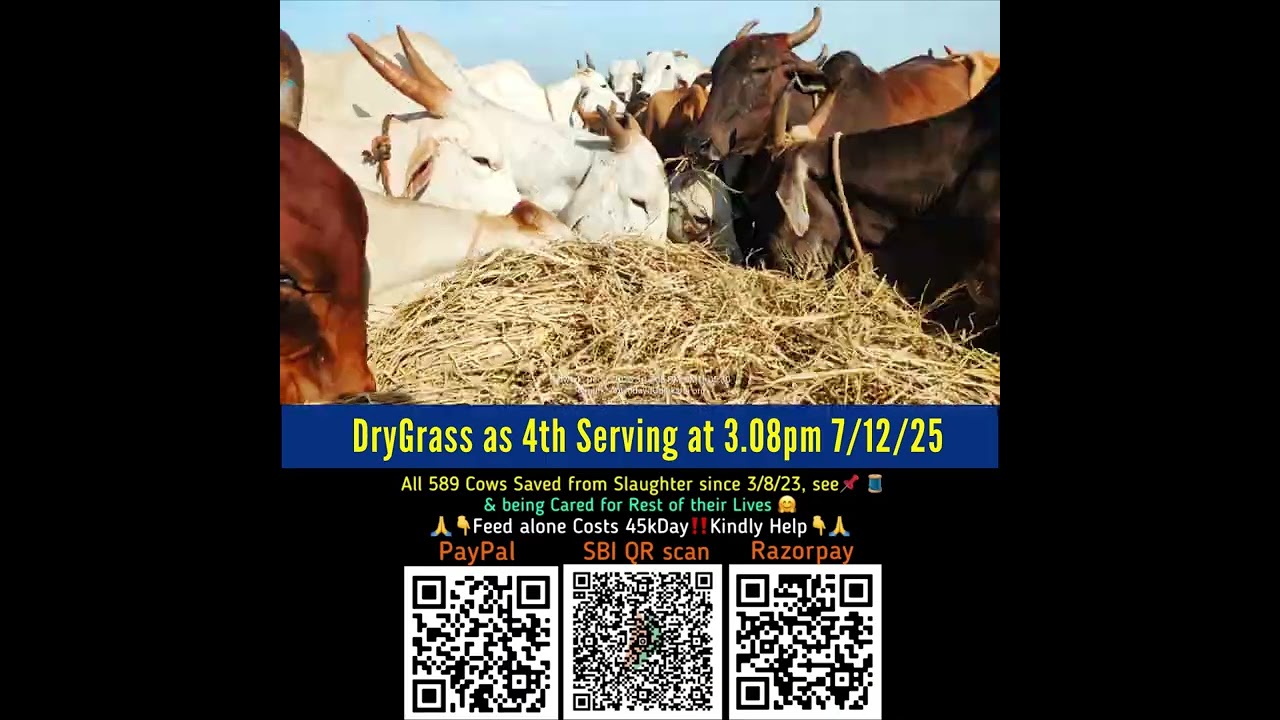 [07 Dec 2025] Lunchtime in Goshala