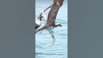 #egzonibrahimi #سورة_الإخلاص #ikhlas #shortvideo #nature