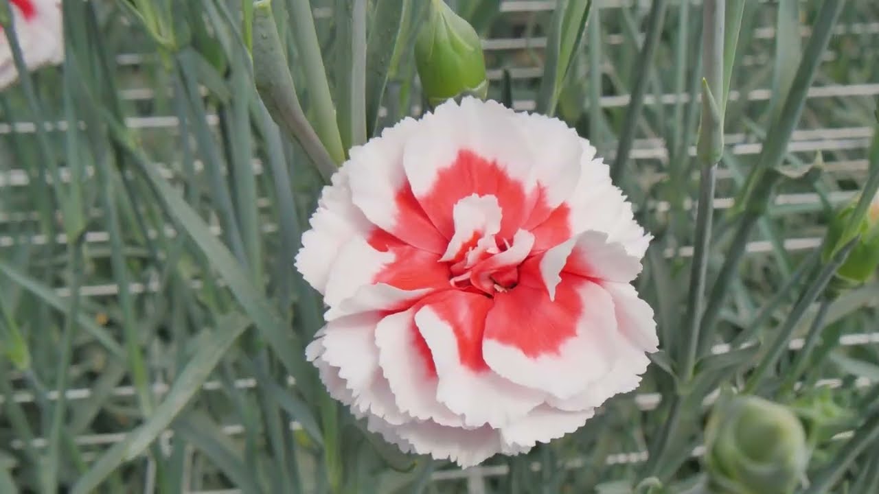 sel ® サンバ | カーネーション Cuttings | スプレー | Selecta Cut