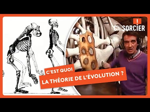 La théorie de l'Évolution, c'est quoi ? - C'est pas sorcier