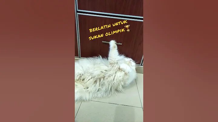Watch the video about Funny!! Persian Cat #shorts