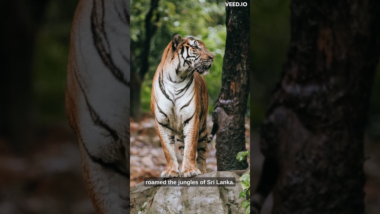 Exploring the Extinct Sri Lankan Tiger: A Lost Legacy 🐆 | All from sri lanka 
