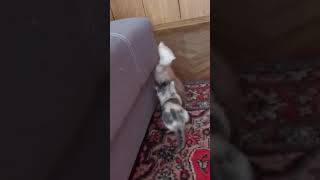 Не равный бой откормленных котят экзотов снупи Не равный бой откормленных котят экзотов снупи