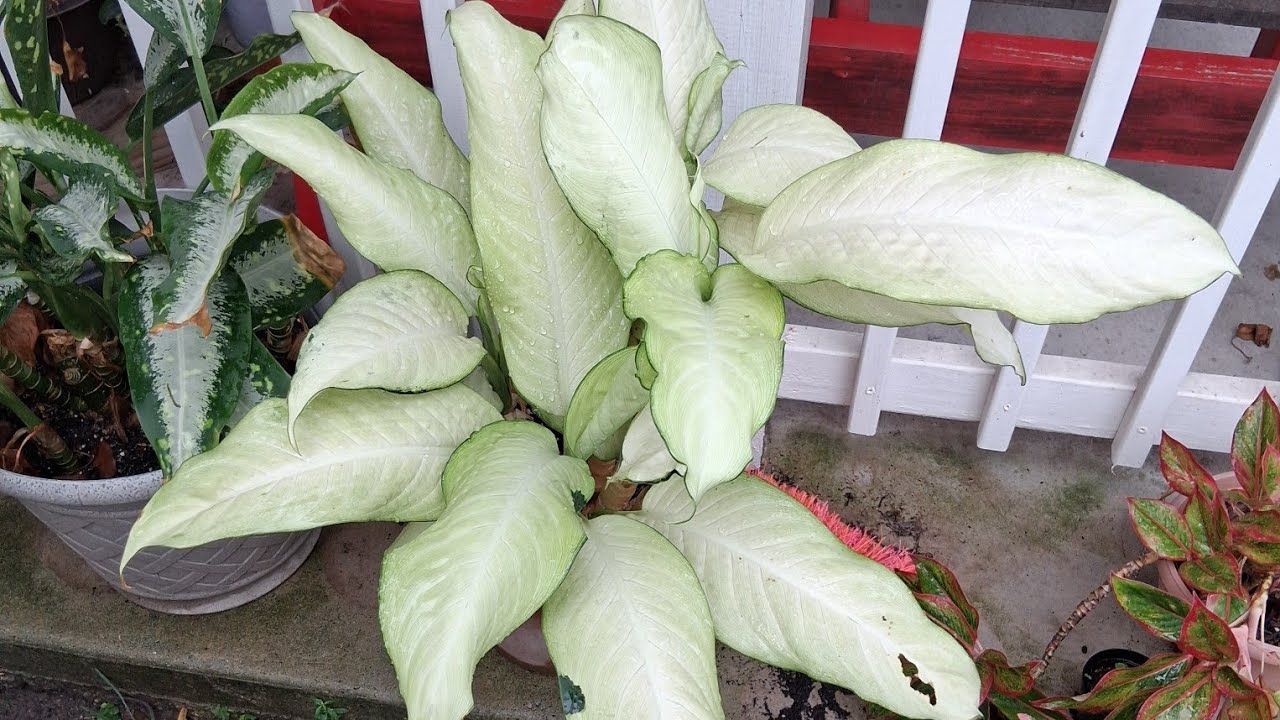 Vistazo al jardín: plantas tropicales antes de llevar al interior, recién sembradas y otras más 