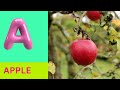 ABC Phonics Song | Alphabet letter sounds | ABC learning for toddlers | Education ABC Nursery Rhymes