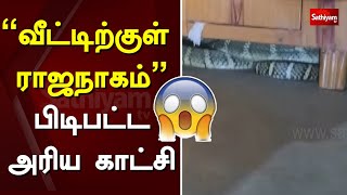 வடடறகள ரஜநகம - படபடட அரய கடச King Cobra Odisha Sathiyam News