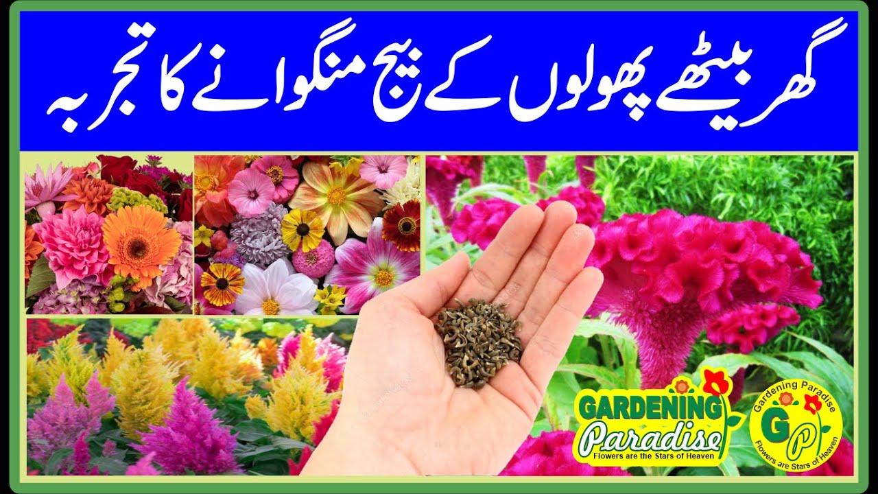 Unboxing Winter Flower Seeds Review Winter Flower Seeds Online Buy