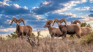 The Secret Mountain Keeping Texas Bighorn Alive