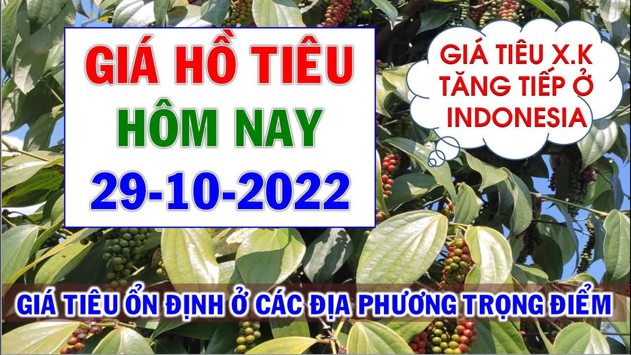 Giá hồ tiêu hôm nay ngày 29/10/2022|Giá tiêu biến động... - youtube