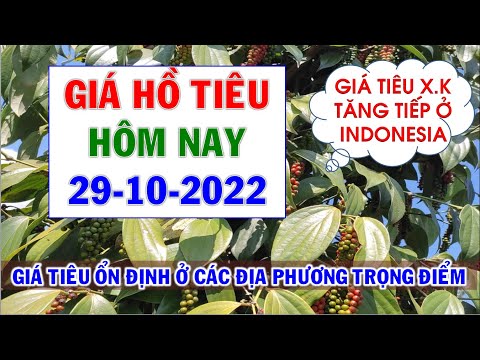 Video Giá hồ tiêu hôm nay ngày 29/10/2022|Giá tiêu biến động... - youtube