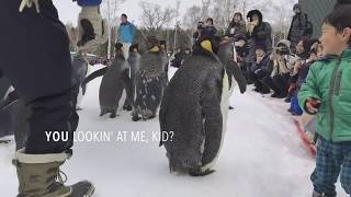 Asahiyama Zoo - Penguin Parade