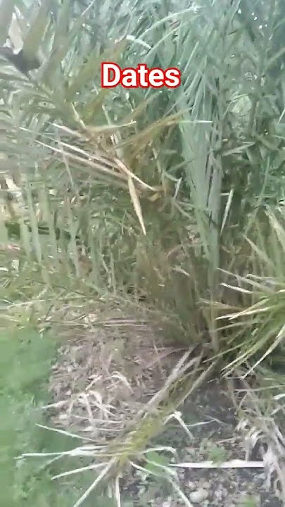 dates-in-philippines-youtube