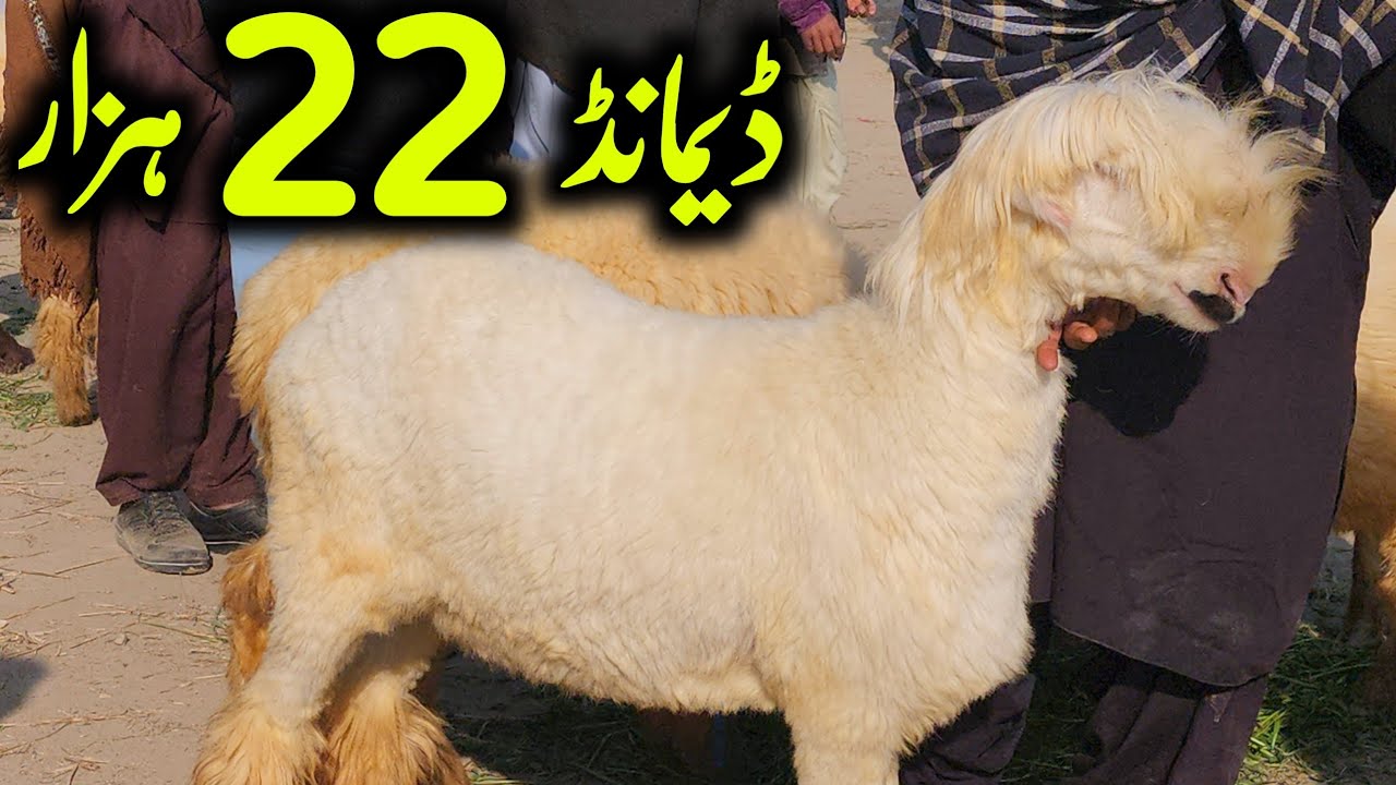 Mandri Bheer Ka Asal Sach | Behtareen Nasal Aur Afzaish Ka Kamyab ...