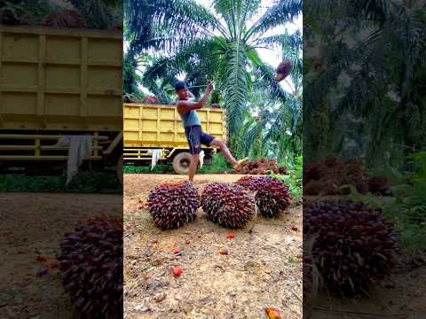 Muat sawit di