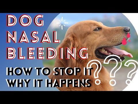 वीडियो: कुत्तों में नाक का मार्ग संकुचित होना