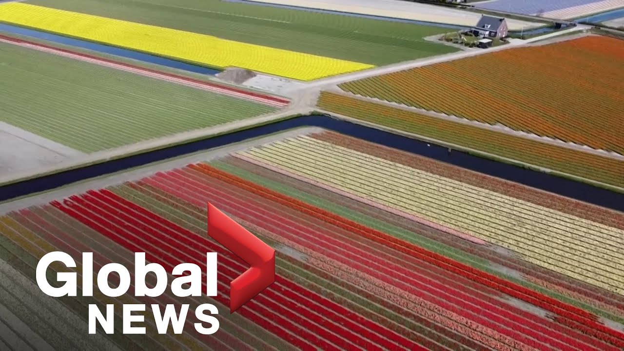 Millions of tulips bloom in colourful display in the Netherlands