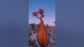 🌍 Socotra Island – The Most Alien Place on Earth! 🏝️🚀