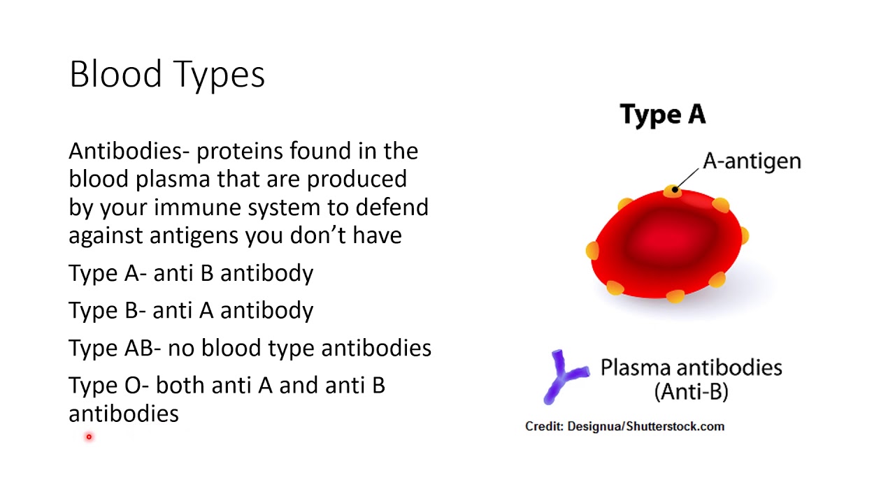 ABO Blood Types - YouTube