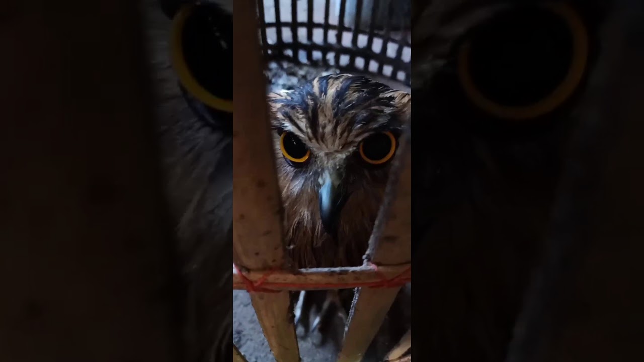 Burung Hantu Marah Youtube