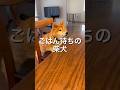 ずーっとごはんを待っている柴犬 #dog #doggie #柴犬 #shibainu #hungry #shiba #shibadog #お腹すいた #foodfight #funny #pet
