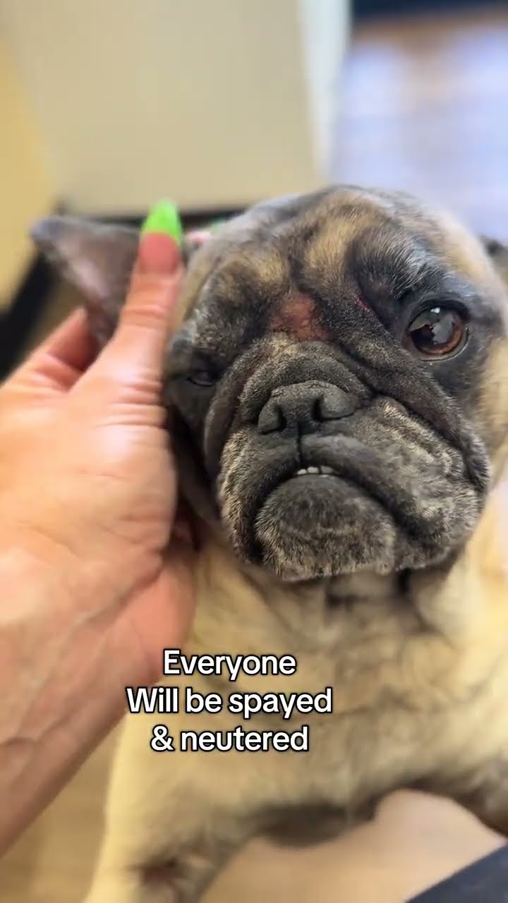 LegacyOfLove805 #PugRescue #RescuePugs #DogRescue #SaveThePugs