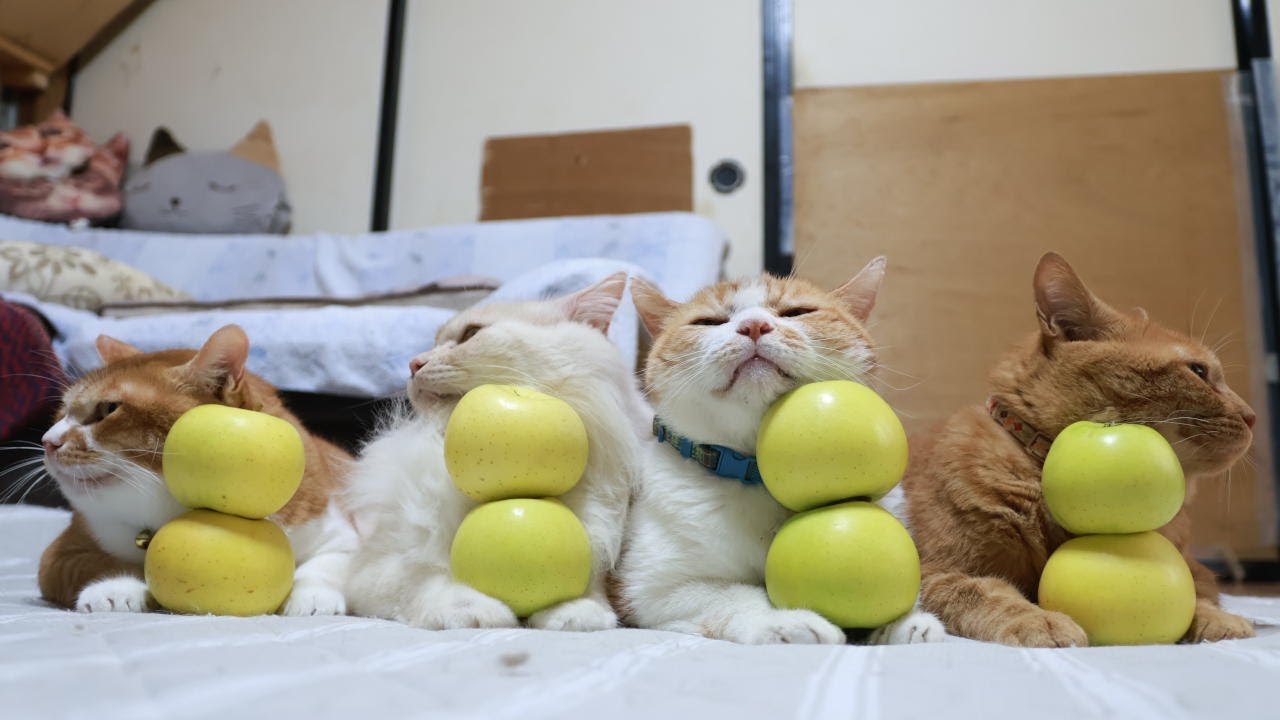 きおうりんご のせ猫 251101 - YouTube