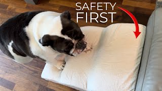 English Bulldog Couch Access: Unboxing Non-Slip Pet Steps by SLVRBCK TROOP 73 views 1 month ago 2 minutes, 49 seconds