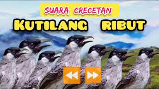 SUARA PIKAT  Crecetan  Kutilang Ribut ||Suara Pikat Burung Kecil