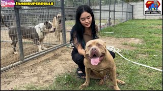PITBULL QUEEN BUYS DOGS FROM JAMBI SUPERBULLS ‼️