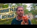 Виноград в теплице осенью. Виноград  2018