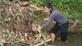 Adventure, Harvest wild  Mushroom and Cooking for jungle delicious food