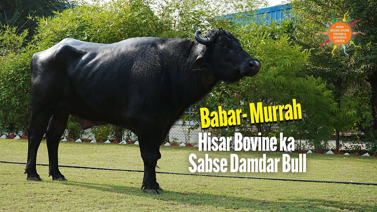 Murrah Bull Babar (MR-191626) | Dam Yield 5604 Litre | Hisar Bovine Sperm Station