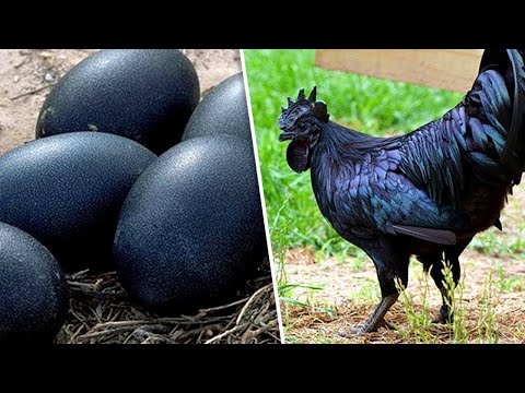 Video: Care prepeliță depune cele mai mari ouă?