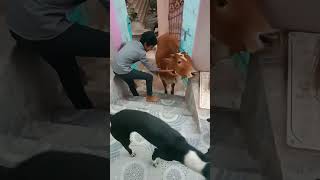 animal's lover my son.❤️❤️❤️