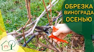 Обрезка винограда осенью Формировка Многорукавная веерная форма. Николай Николаев, Херсонская обл.