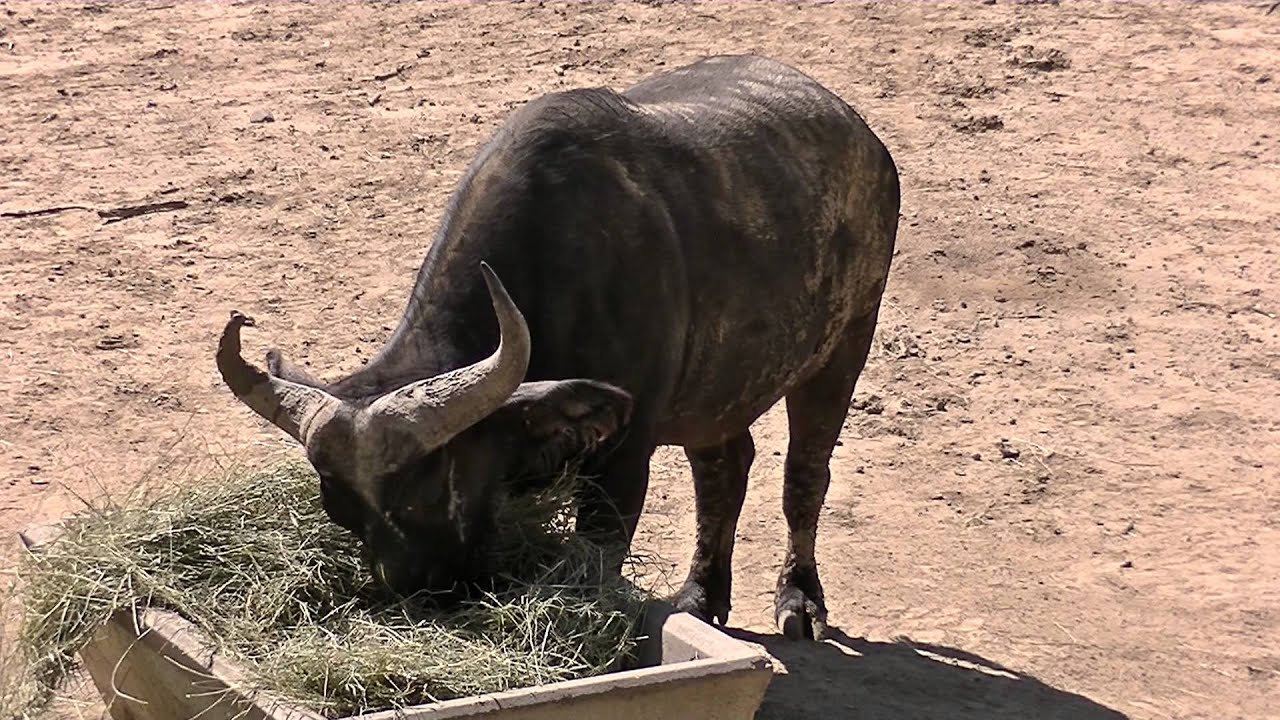 Denver Zoo Cape Buffalo Eating YouTube