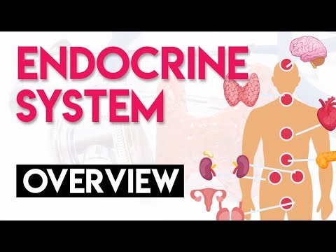 Overview And Anatomy x Physiology | Endocrine System