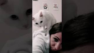 КОТ - МАССАЖИСТ👍🏻💪 #shortvideo  #кот #cat #массаж #массажист #медитации #shorts #релакс #relax