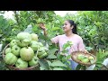 Pick Guava fruit from backyard and cooking - Cooking with Sreypov