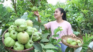 Pick Guava fruit from backyard and cooking - Cooking with Sreypov