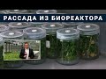В Крыму производят сиропы и топпинги / Рассада из биореактора / Свёкла - недооценённый суперфуд