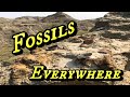 Digging dinosaurs  fossil hunting south dakota  part 1