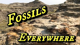 Digging Dinosaurs  Fossil Hunting South Dakota  part 1