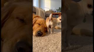 The Most Disrespectful Wake-Up Call Ever (Dog Edition)#funnyanimals