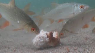 Large shoal of fish (common roach) reacting to bread underwater footage - Mörtstim reagerar på bröd